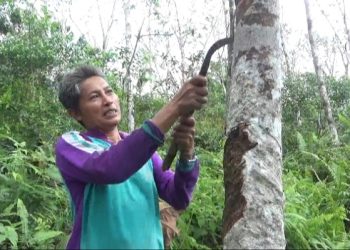 Petani karet di Desa Kebun Sembilan, Kecamatan Sungai Gelam, Kabupaten Muaro Jambi. Jum'at, 6 Januari 2023 [Foto: Aurduri.com/Deni]