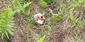 Tengkorak manusia yang ditemukan warga di pinggir kanal di Desa Kuap, Kecamatan Pemayung, Kabupaten Batanghari. [Foto Syarifuddin Nasution]