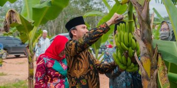 Ketua DPRD Provinsi Jambi, Edi Purwanto, memanen pisang Canvendish, saat kunjungannya bersama Anggota Komisi V DPR RI, Sri Rahayu, ke Pondok Pesantren (Ponpes) Irsyadul 'Ibad, Kamis (19/1/2023). [dok Bahara Jati]