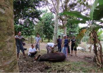 Prosesi pemotongan hewan kurban di Desa Dano Lamo, Muaro Jambi, Kamis (29/6/2023). [Foto: Senja Sari]