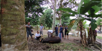 Prosesi pemotongan hewan kurban di Desa Dano Lamo, Muaro Jambi, Kamis (29/6/2023). [Foto: Senja Sari]