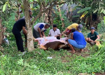 Keluarga JMB Pro melakukan penyembelihan hewan kurban di RT 04 Kelurahan Pinang Merah, Kecamatan Alam Barajo, Kota Jambi, Jumat (30/06/2023). [Foto: JMB Pro/Andry Setiawan]