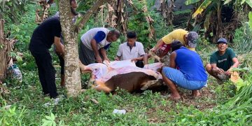 Keluarga JMB Pro melakukan penyembelihan hewan kurban di RT 04 Kelurahan Pinang Merah, Kecamatan Alam Barajo, Kota Jambi, Jumat (30/06/2023). [Foto: JMB Pro/Andry Setiawan]