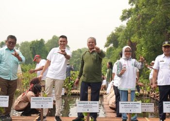 Suasana penanaman Mangrove oleh Apical di hari Magrove Sedunia, Rabu (26/07/2023). [Foto: Humas Apical]