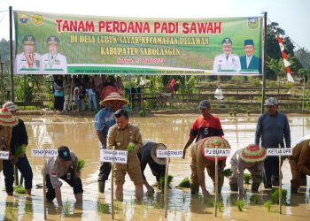 Gubernur Al Haris saat melakukan Tanam Perdana Padi Sawah dalam rangka upaya Pengendalian Inflasi, bertempat di Desa Lubuk Sayak, Kecamatan Pelawan, Kabupaten Sarolangun, Selasa (23/07/2024). (Foto: Diskominfo/Harun)
